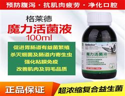 鴿飼料、鴿用品與鴿籠具企業(yè)展示平臺(tái) 探索中國鴿業(yè)大全